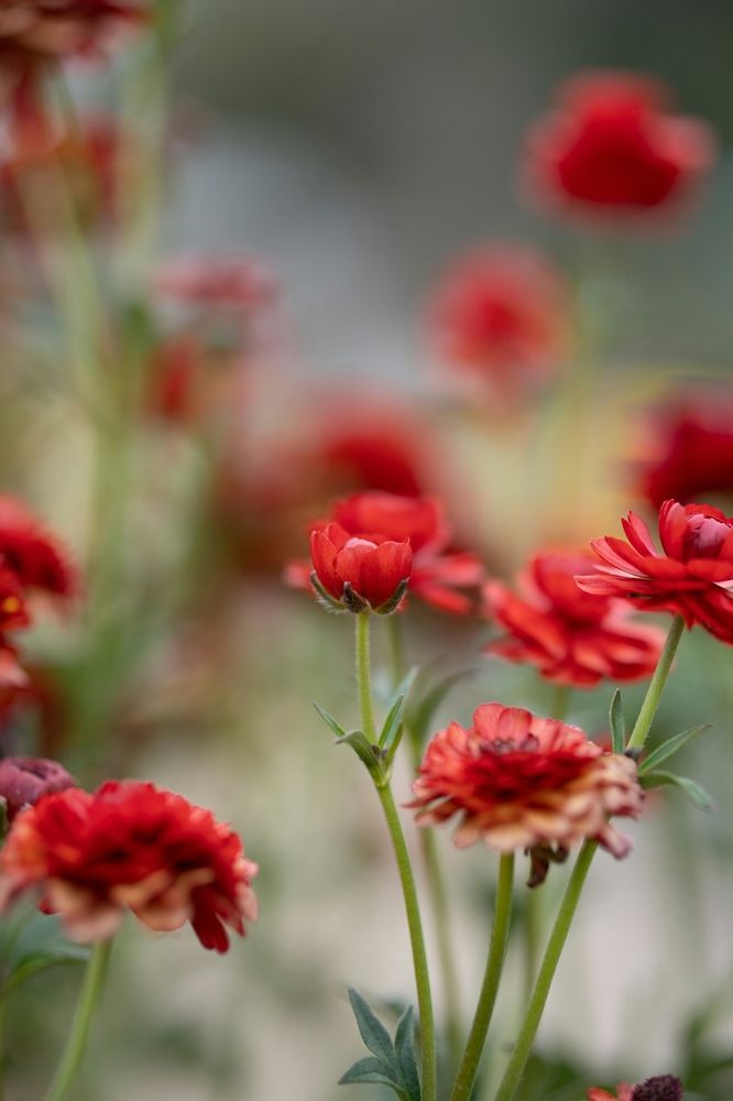 Nahaufnahme von rot blühenden Sommerblumen mit weichem Hintergrund in natürlichen Grüntönen