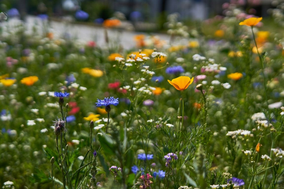 Blühende bunte Wildblumenwiese an einem sonnigen Tag