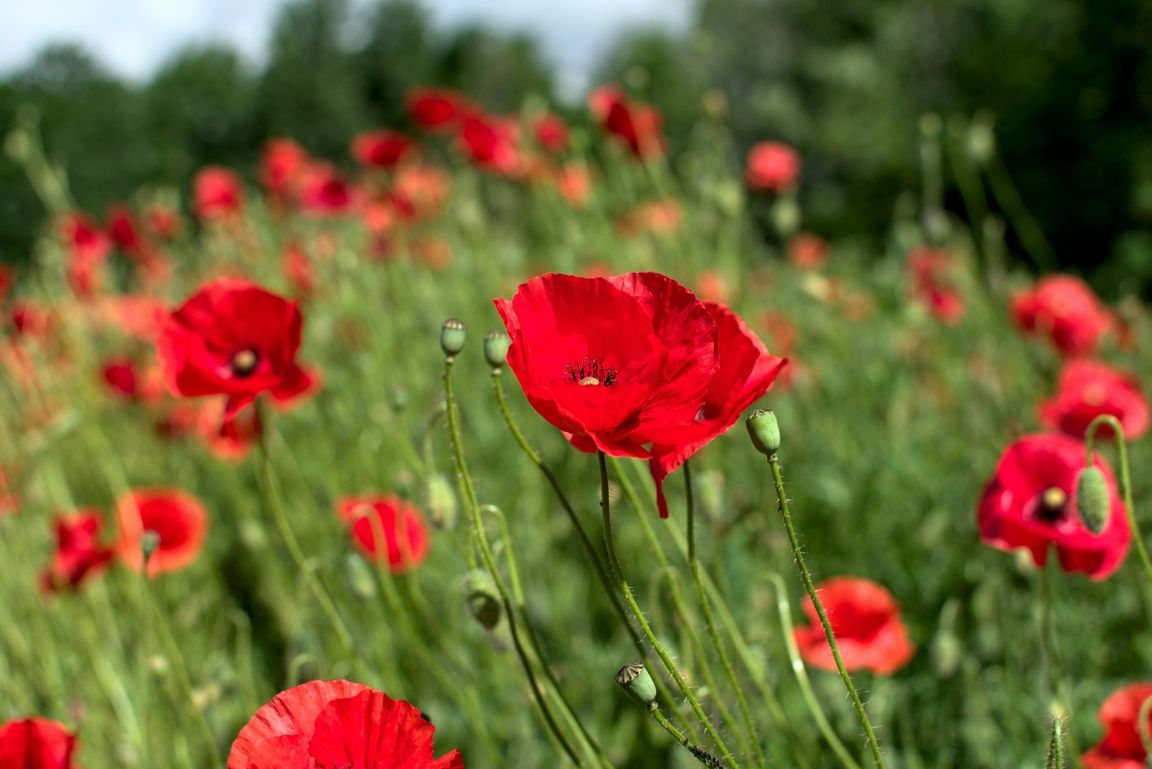 Rotes Mohnblumenfeld mit grünen Stängeln und Knospen an einem sonnigen Tag im Sommer