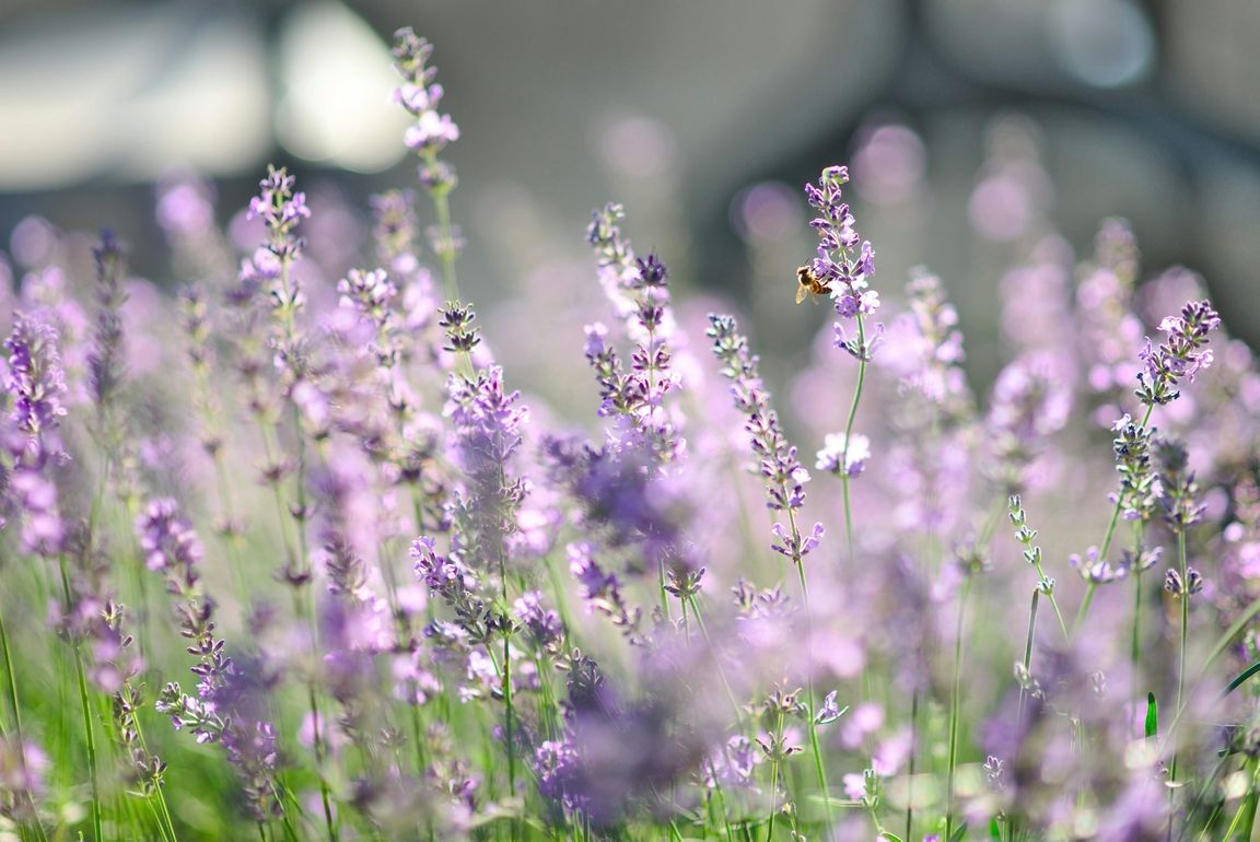 Blühendes Lavendelfeld im Sonnenlicht mit einer Biene, die an einer der lila Blüten sammelt