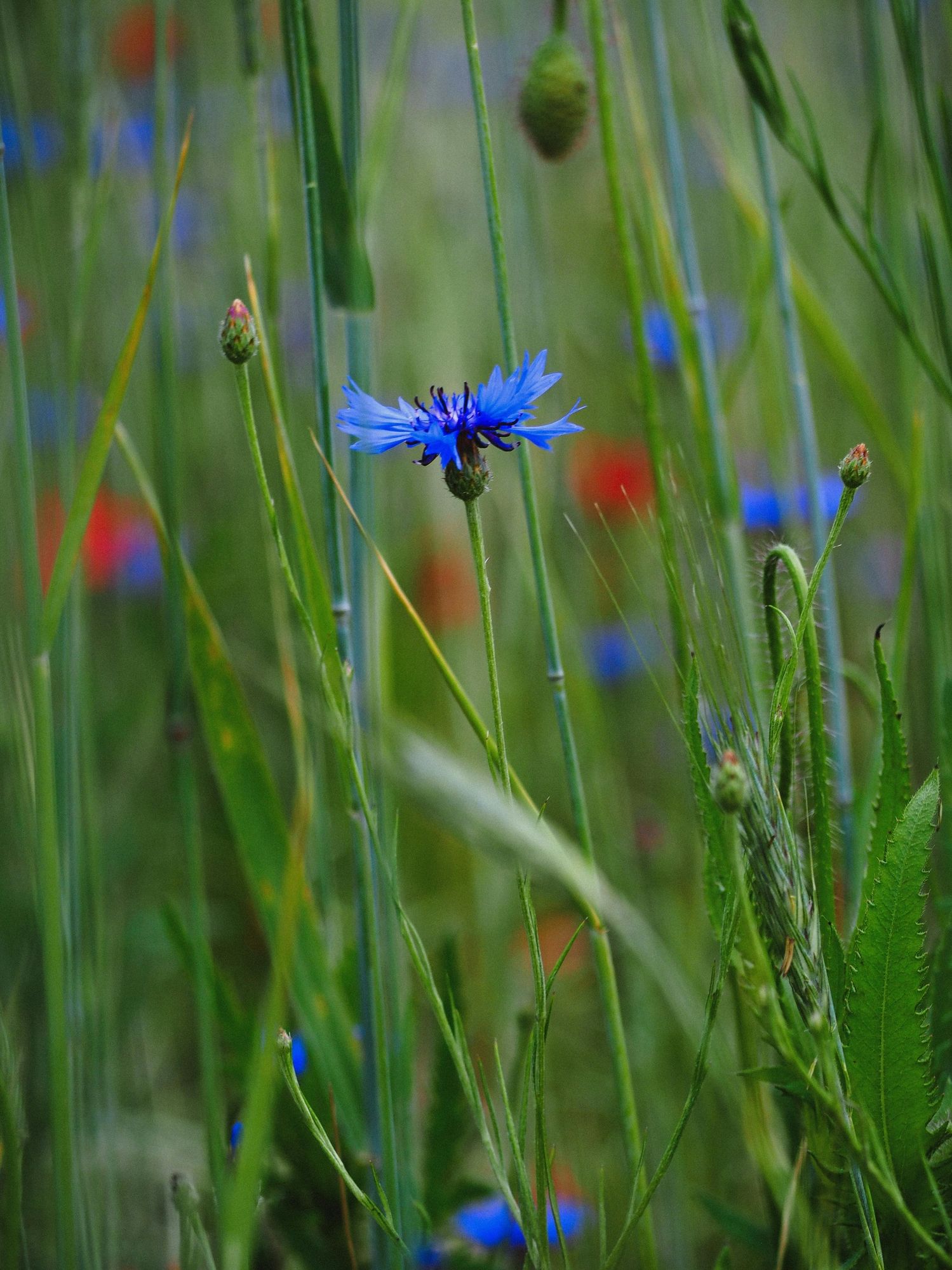 Kornblume zwischen Gräsern auf einer bunten Wiese