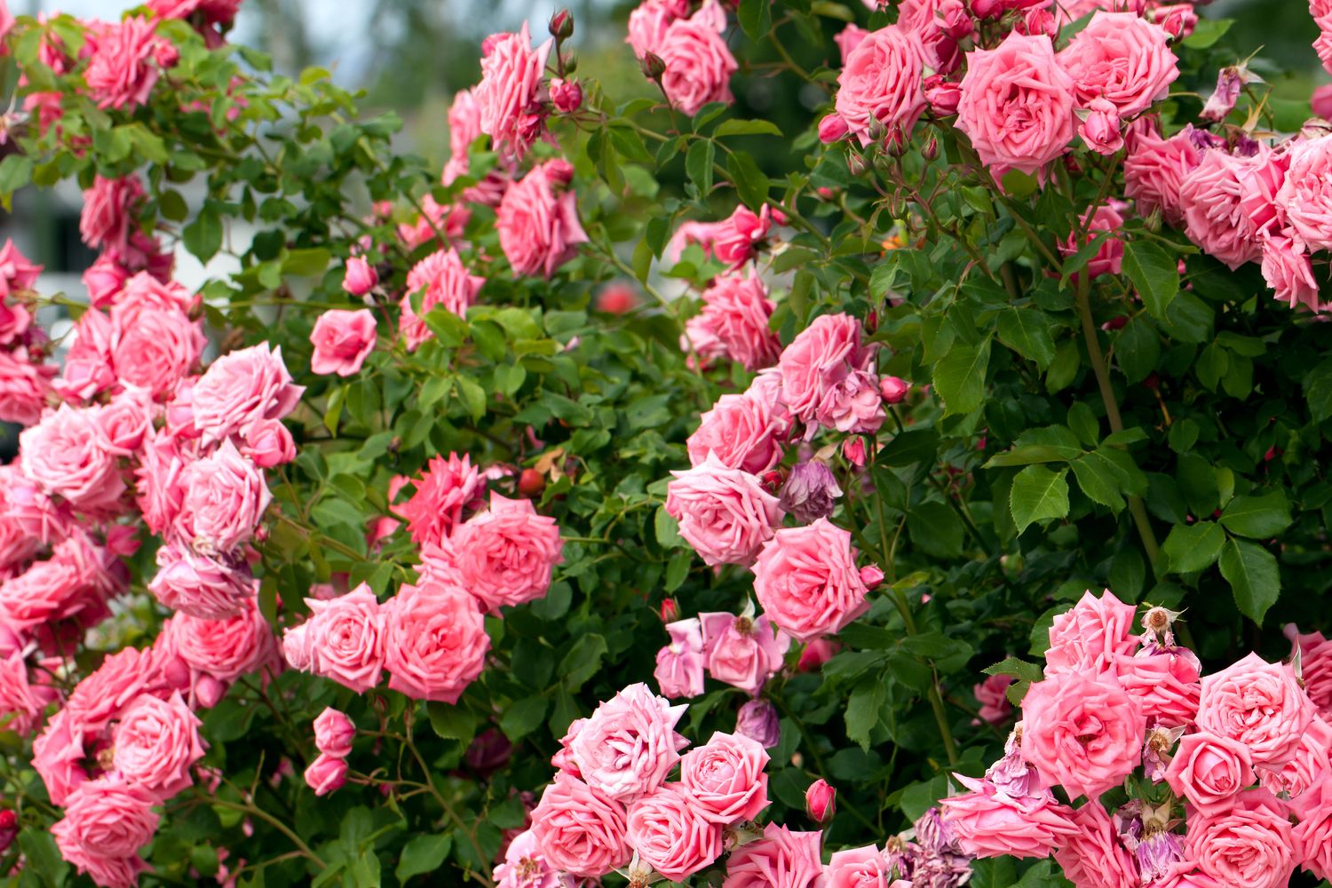Aufnahme von einem Rosenbusch mit rosanen blühenden Rosen.