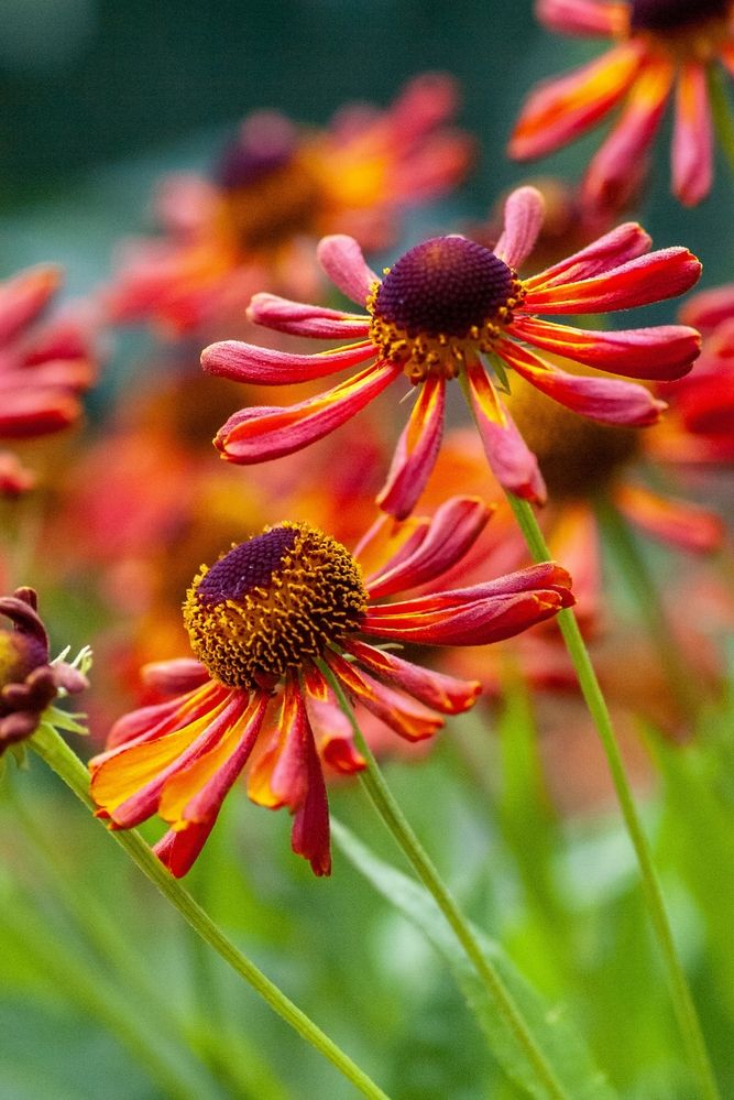 Nahaufnahme von orange-roten Sonnenhutblüten mit dunkler Mitte vor unscharfem Hintergrund in warmen Farbtönen